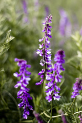 Blossoming of a field and meadow flower Vicia
