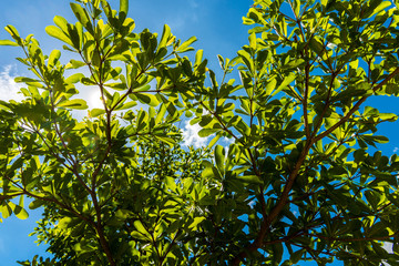 Green leaves against blue sky