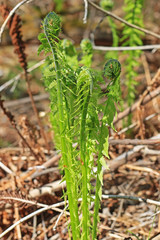  Папоротник Страусник обыкновенный или Чёрная сарана ( Matteuccia struthiopteris)