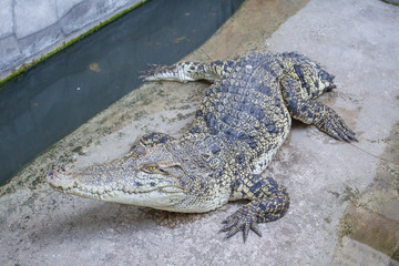 crocodile on the floor
