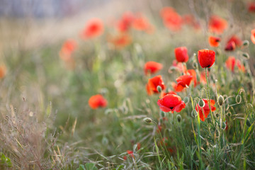 Wild flowers field of red poppies on a green meadow, flowers on slender green stalks proudly look to the sky and not disclosed plump green buds, with their heads down looking at the green grass