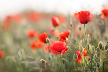 Wild flowers field of red poppies on a green meadow, flowers on slender green stalks proudly look to the sky and not disclosed plump green buds, with their heads down looking at the green grass
