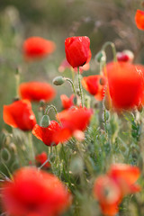 Wild flowers field of red poppies on a green meadow, flowers on slender green stalks proudly look to the sky and not disclosed plump green buds, with their heads down looking at the green grass