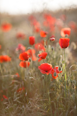 Naklejka premium Wild flowers field of red poppies on a green meadow, flowers on slender green stalks proudly look to the sky and not disclosed plump green buds, with their heads down looking at the green grass