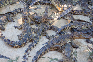 Lot of crocodile in farm