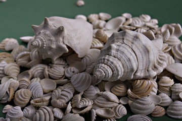 Sea shells