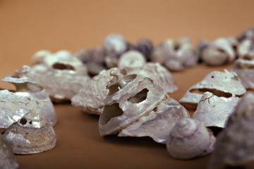 Sea shells