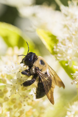 a bumble bee feeds on flowers