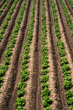 Rows of young potato plants on the field - vertical orientation