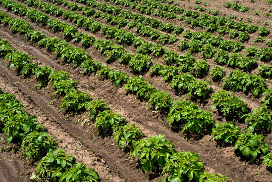 Rows of young potato plants on the field