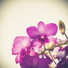Fototapeta na wymiar pink purple dendrobium orchid flower (Vintage filter effect used