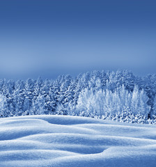 Winter forest. Winter landscape. Snow covered trees