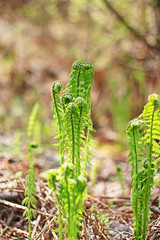 Fototapeta premium Ostrich fern or black saran (Matteuccia struthiopteris)