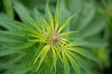 Green cannabis plants growing in the field