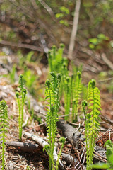Ostrich fern or black saran (Matteuccia struthiopteris)