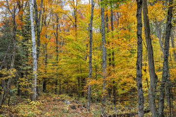 collection of beautiful colorful autumn leaves  green yellow ora