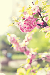 Obraz premium sakura tree flowers. Spring pink flowers on a tree branch. sakura tree in bloom. Spring, seasons, time of year. Spring sakura blossoms