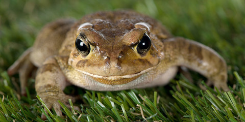 Close encounter with a toad