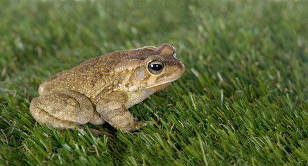 Toad sits on grass