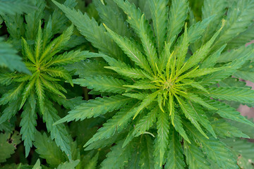 Green cannabis plants growing in the field