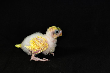 Budgarigar, Budgie Bird