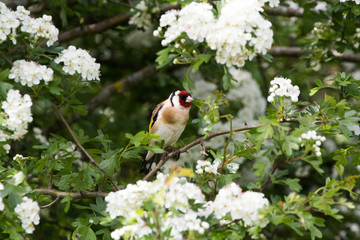 Goldfinch on Branch