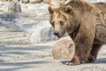 Brown bear looking at you. Closeup of brown bear (Ursus arctos)