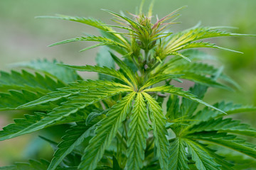 Green cannabis plants growing in the field