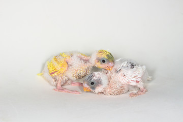 Budgarigar, Budgie Bird © suwatsir