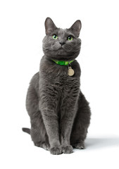 Fototapeta premium a beautiful gray cat with green eyes sitting isolated on white background, he looks into the camera, neck green collar with medal