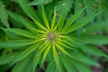 Green cannabis plants growing in the field