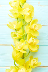 Orchid flowers
