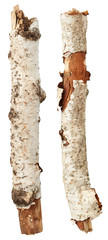 Naklejka premium Birch tree branches