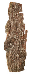 Naklejka premium Bark tree