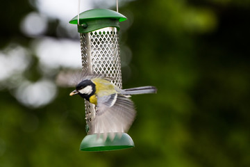 Great Tit Flying From Feeder