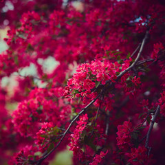 Spring blooming tree