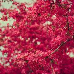 Beautiful spring blooming tree