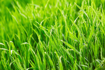 Green grass