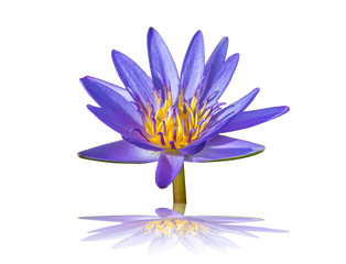 Naklejka premium lotus flower