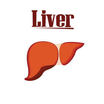 Liver like a food for your nutrition