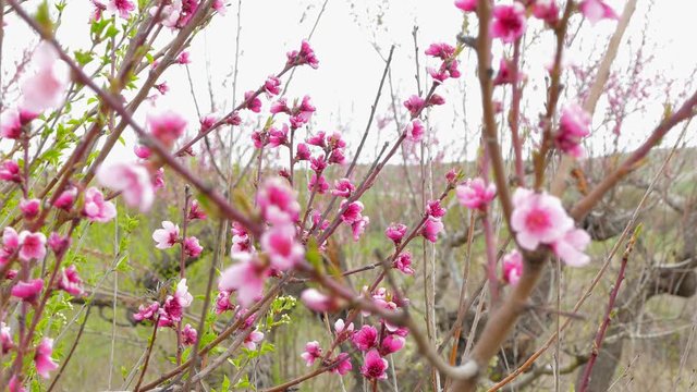 Branches Of Blooming Peach Trees In Springtime