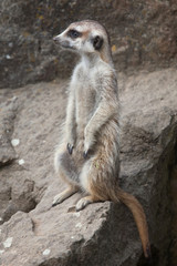 Meerkat (Suricata suricatta), also known as the suricate.