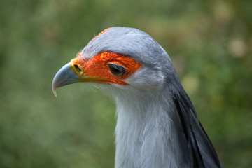 Secretary bird (Sagittarius serpentarius).