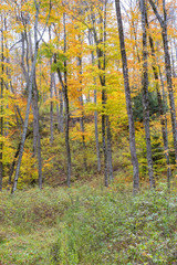 Beautiful Colorful Autumn Leaves