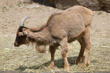 Barbary sheep (Ammotragus lervia).