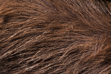 Forest sitatunga (Tragelaphus spekii gratus). Skin texture.