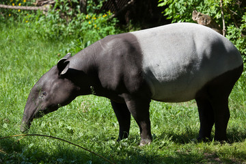 Malayan tapir (Tapirus indicus).
