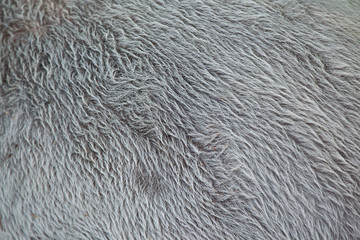 Malayan tapir (Tapirus indicus). Skin texture.