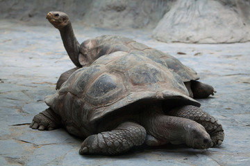 Santa Cruz Galapagos giant tortoise (Chelonoidis nigra porteri).