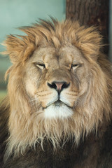 Fototapeta na wymiar Lion (Panthera leo).
